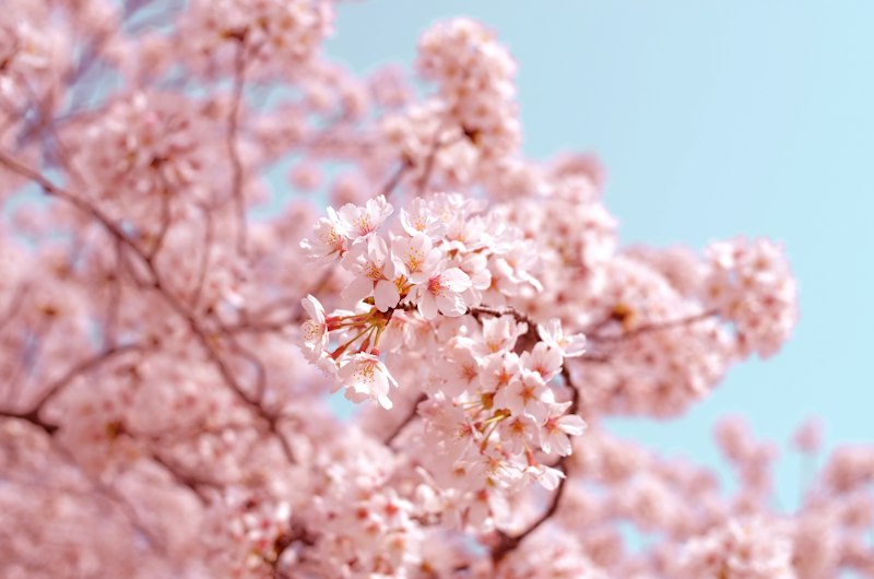 Cherry blossom sakura pastel aesthetic Japan